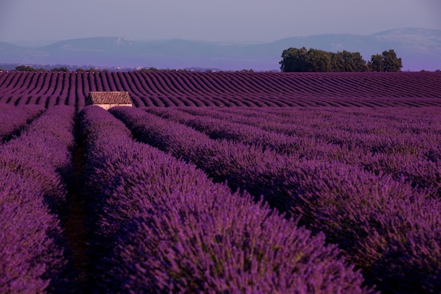 casa de pedra solitária e abandonada no campo de lavanda no verão flores aromáticas roxas perto de valensole em provence frança