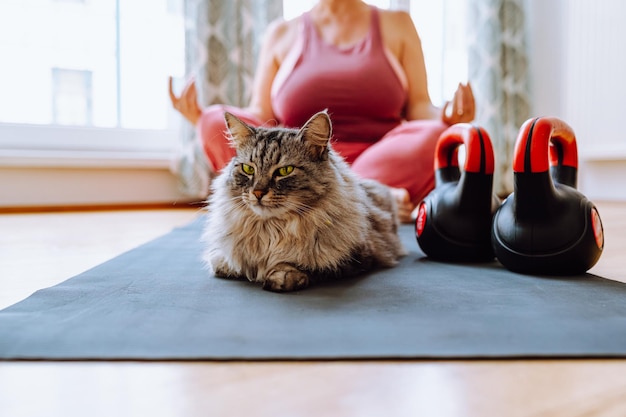 Casa de treinamento esportivo com animais de estimação. gato cinza no tapete de treinamento, figura mulher irreconhecível pose de ioga