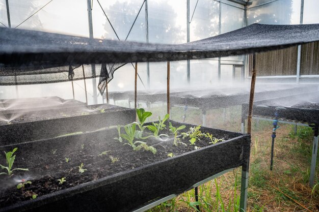 Casa de vidro moderna para cultivo de vegetais com grande brilho e ambiente de estufa