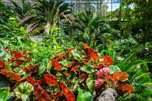 Casa fría Estufa Fria es un invernadero con jardines, estanques, plantas y árboles exóticos en Lisboa, Portugal