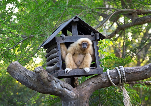 La casa de los gibones en el bosque, la atmósfera del bosque en el zoológico.