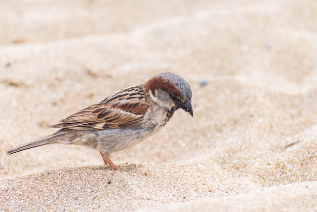 Casa gorrión pájaro en la playa