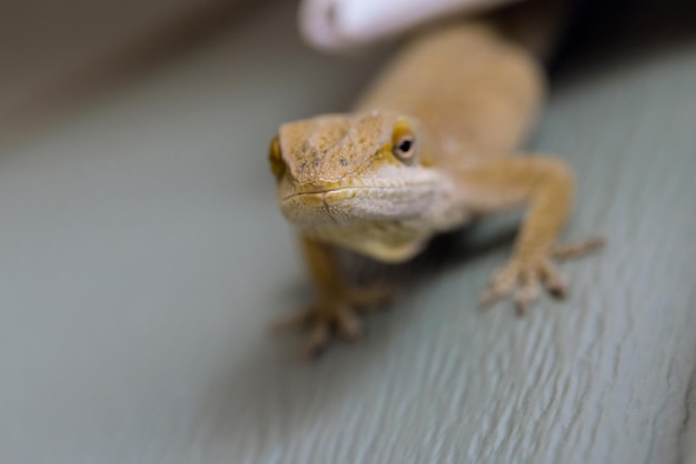 En casa, el lagarto está sentado en una pared de plástico con un enfoque suave