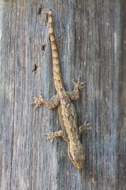 Casa lagarto pequeño en el árbol