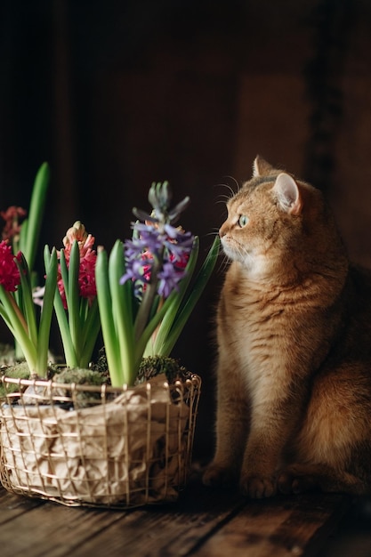 casa lindo gato jengibre con ojos verdes sobre un fondo oscuro olfatea flores sobre una mesa de madera