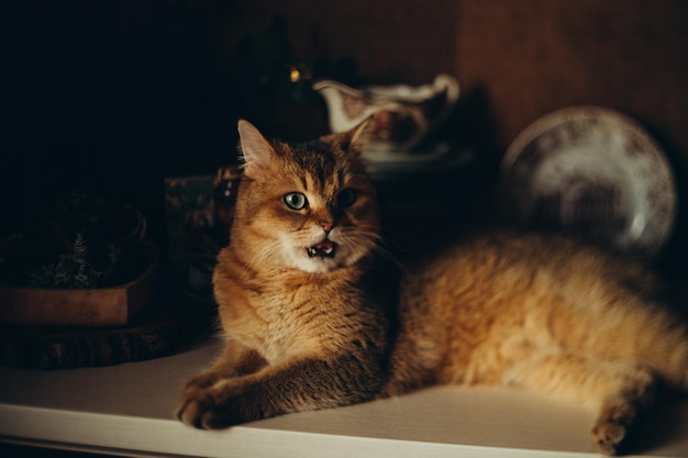 casa lindo gato rojo con ojos verdes sobre un fondo oscuro