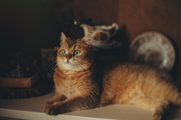 casa lindo gato rojo con ojos verdes sobre un fondo oscuro