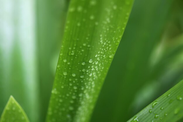 Casa lirio planta hojas verdes en gotas de agua