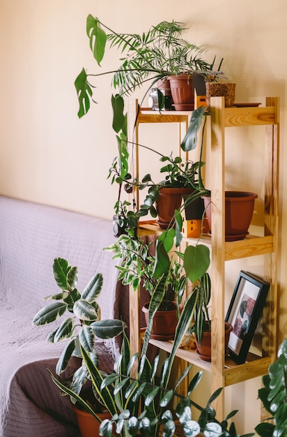 Foto una casa llena de plantas.