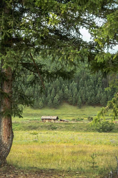 Casa de madera abandonada en un claro verde entre grandes abetos en primer plano Hermoso paisaje de verano de montaña