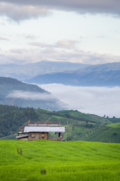 Casa de madera en un campo de arroz en terrazas lleno de arroz