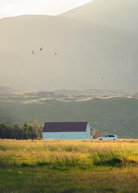 Casa de madera islandesa brillando con la luz del sol en la pradera y el pájaro volando al atardecer en verano en el pueblo pesquero de Arnarstapi Islandia