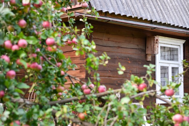 Casa de madera entre manzanos en un jardín de agricultores.