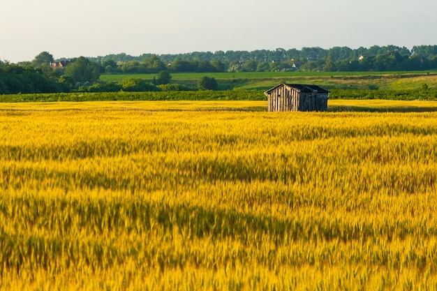 Casa de madera olvidada en un campo de trigo dorado.