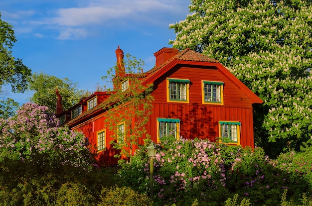 Casa de madera roja sueca tradicional con cielo azul y árboles florecientes en primavera, fondo natural de vacaciones de vacaciones