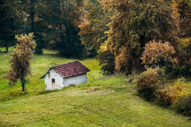 Foto casa en medio de árboles y plantas en el bosque