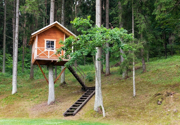 casa na árvore na floresta