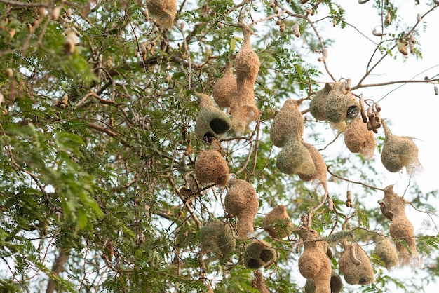 Casa ninho de pássaros para animalxA