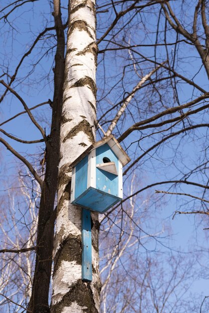 Foto casa de pájaros azul en un abedul en un parque de la ciudad orientación vertical