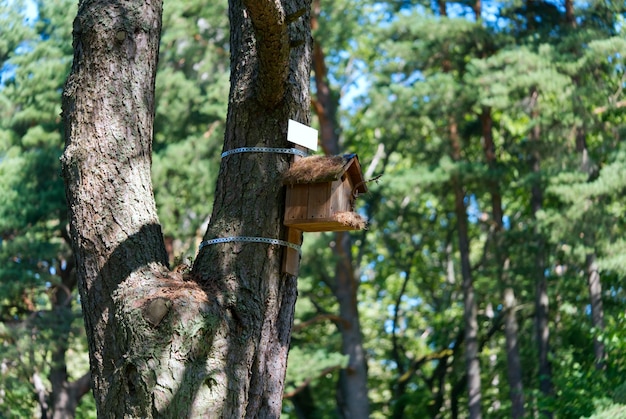 Una casa de pájaros en un bosque en un día soleado de verano