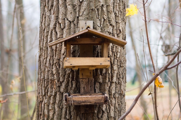 Casa de pájaros de madera en el árbol en el bosque de otoño