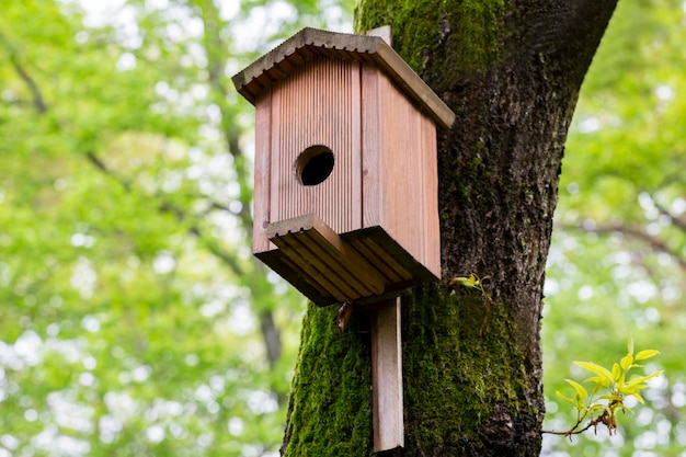Casa de pájaros de primer plano en un árbol Caja de anidación de pajarera de madera para pájaros cantores en el parque