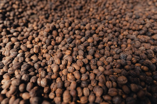Casa para secar café, grãos de café naturais são secos na estufa Café de pergaminho