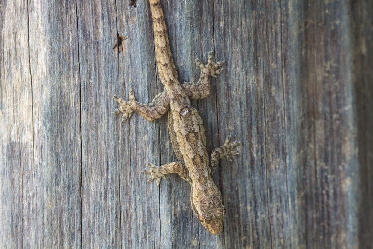 Foto casa pequeno lagarto na árvore