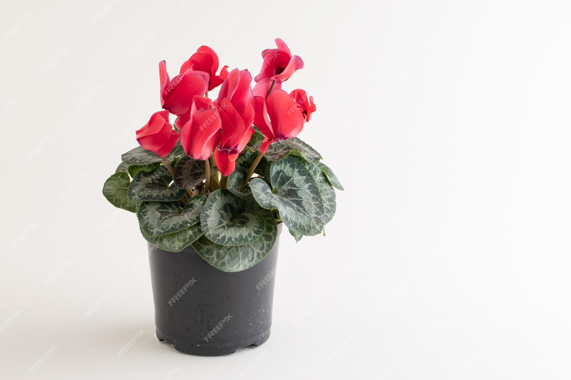 Casa planta cyclamen cyclamen persicum con flores de color rosa en una olla  de fondo blanco. | Foto Premium