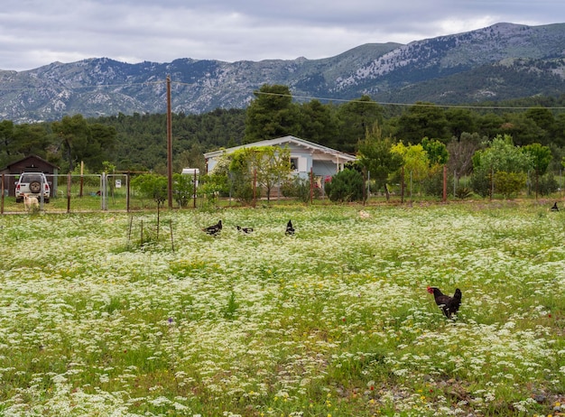 Casa en un pueblo en las montañas con pollos que caminan en la isla griega de Evia Grecia
