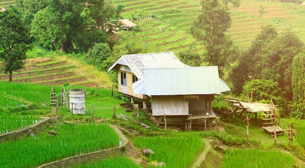 Casa rural en campos de arroz en estilo asiático, cabaña de Asia