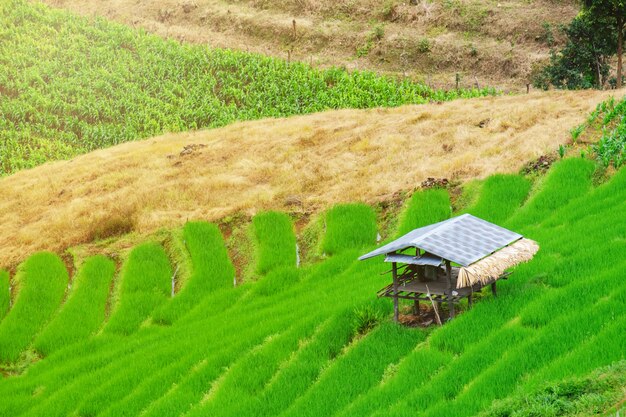 Casa rural en campos de arroz en estilo asiático, cabaña de Asia