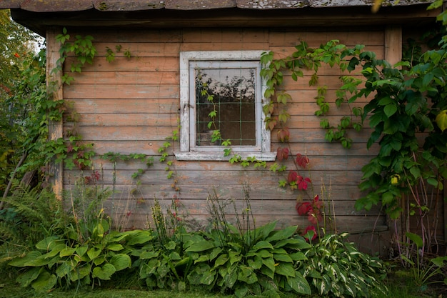 Casa rústica de madeira velha. casa pequena gasto com folhas verdes