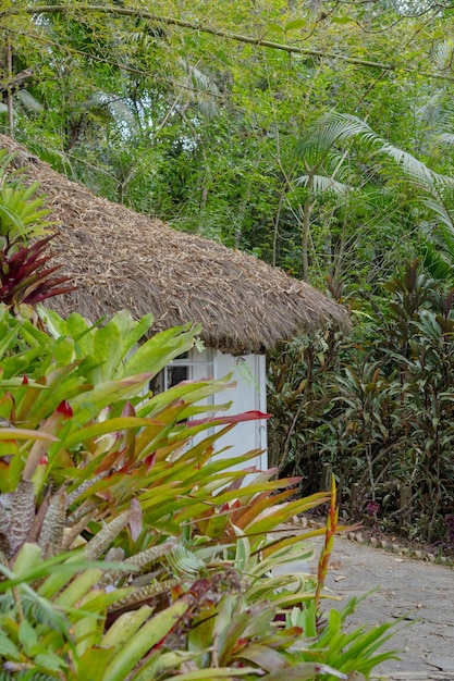 Una casa con techo de paja y plantas al fondo.