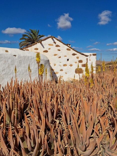 casa tradicional de las islas canarias y plantas de aloe vera con flores amarillas