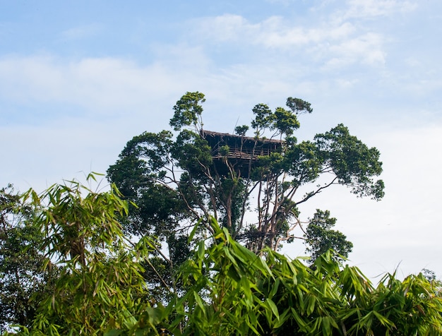 Casa tradicional de la tribu Korovai en el árbol de la selva.