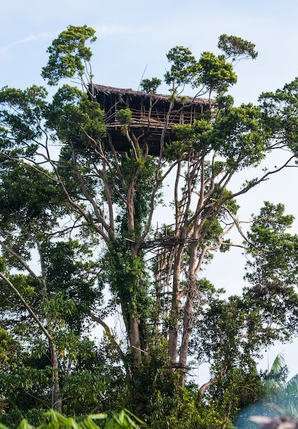 Casa tradicional de la tribu Korovai en el árbol de la selva.