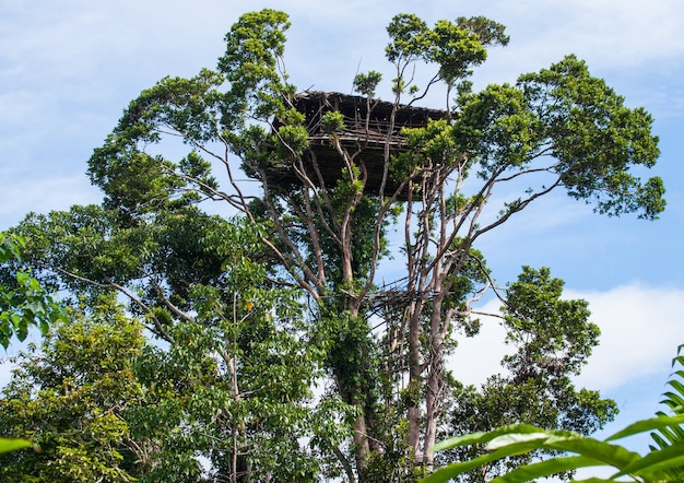 Casa tradicional de la tribu Korovai en el árbol de la selva.