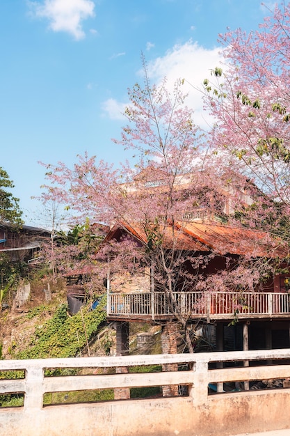 Foto casa de la tribu local con cerezas silvestres del himalaya en flor en ban rong kla