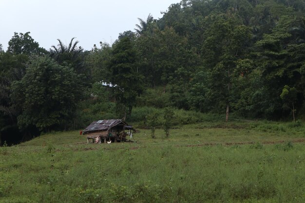 Casa velha na floresta