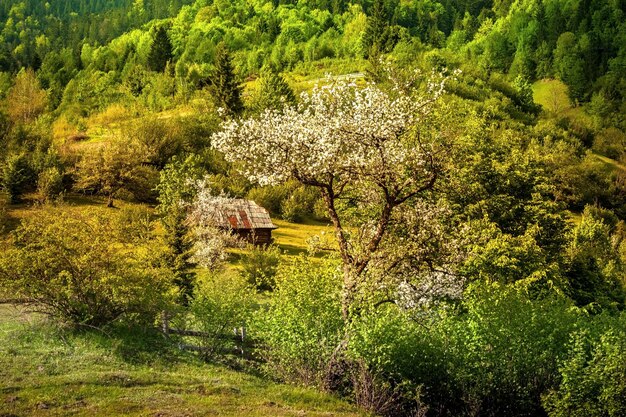 Casa velha nas montanhas no verão