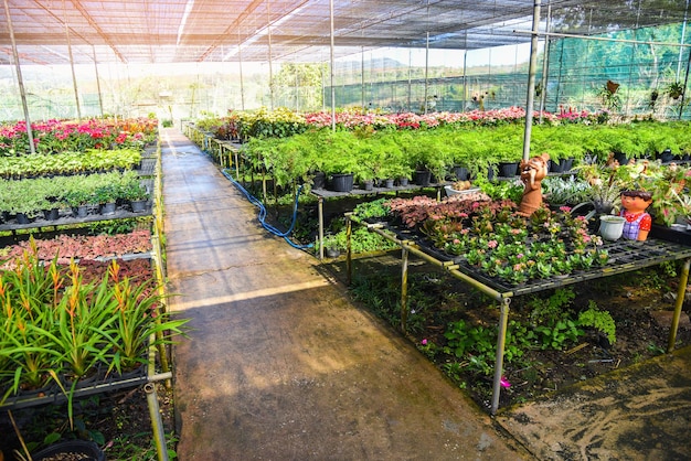 Casa verde com vários tipos de plantas em fundo de vaso, flor de berçário e planta crescendo para decorar no jardim