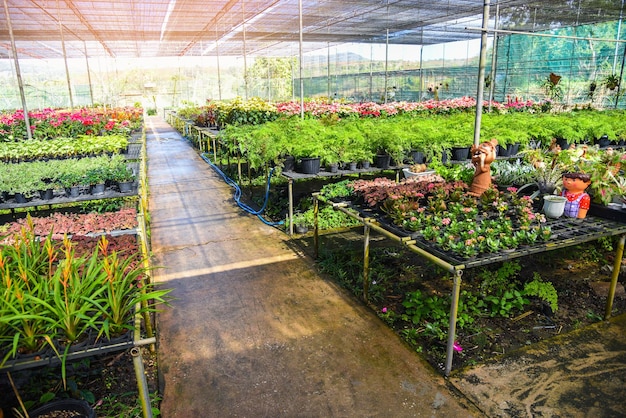 Casa verde com vários tipos de plantas em fundo de vaso Flor de viveiro e planta crescendo para decorar no jardim