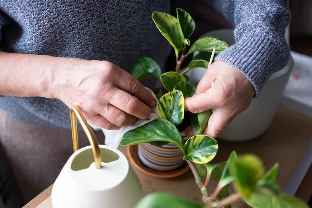 Casa verde. Mãos de dona de casa de meia idade com folhas de limpeza de plantas em vaso em casa