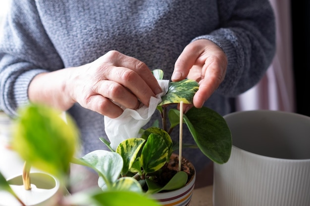 Casa verde. Mãos de dona de casa de meia idade com folhas de limpeza de plantas em vaso em casa