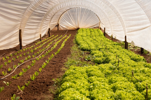 Foto casa verde con plantación de lechuga