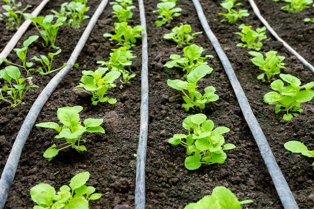 Casa verde de vegetales jóvenes en el suelo.