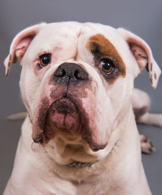 Casaco branco adulto Bulldog americano vista frontal close-up retrato em fundo cinza