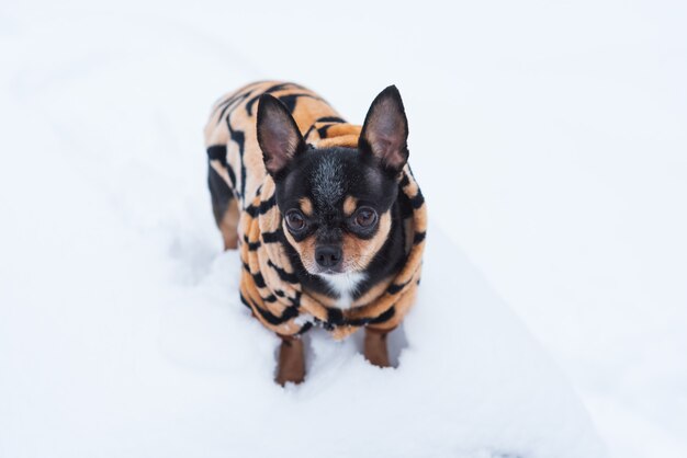 Casaco pequeno para cachorro frio no inverno. Chihuahua com roupas de inverno em um fundo de neve. Chihuahua.