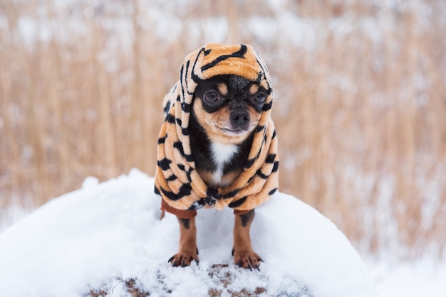 Casaco pequeno para cachorro frio no inverno. Chihuahua com roupas de inverno em um fundo de neve. Chihuahua.